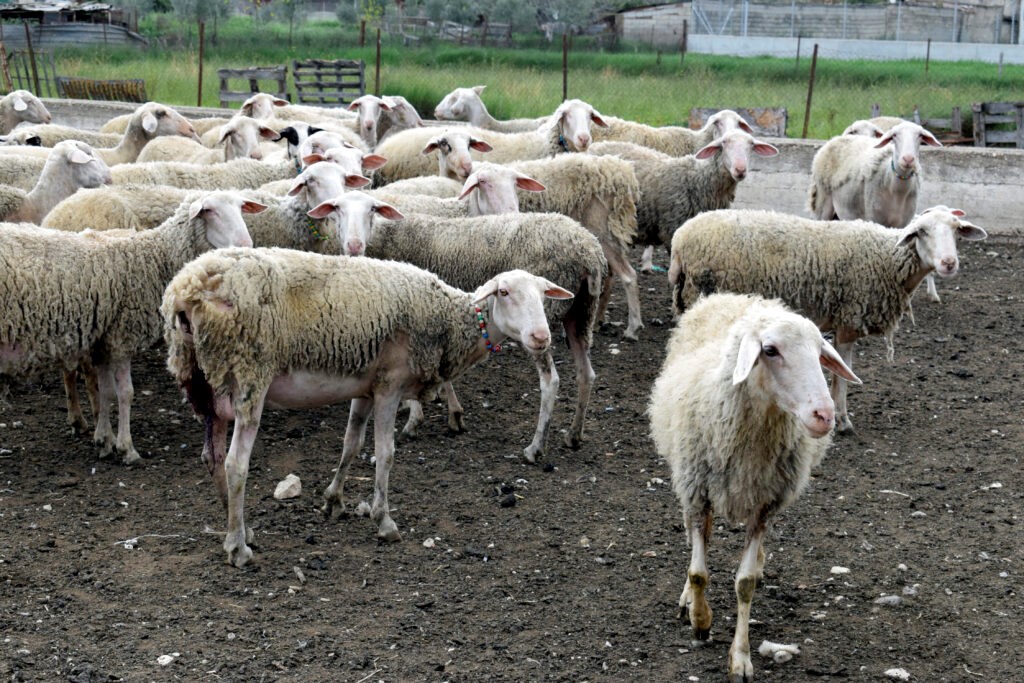 Θεσσαλία: 65.000 αιγοπρόβατα “χάθηκαν” σε ένα χρόνο