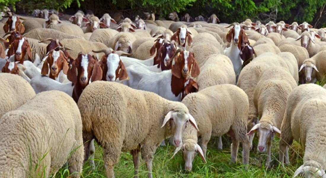 Προτάσεις πρόληψης για νοσήματα κτηνοτροφίας