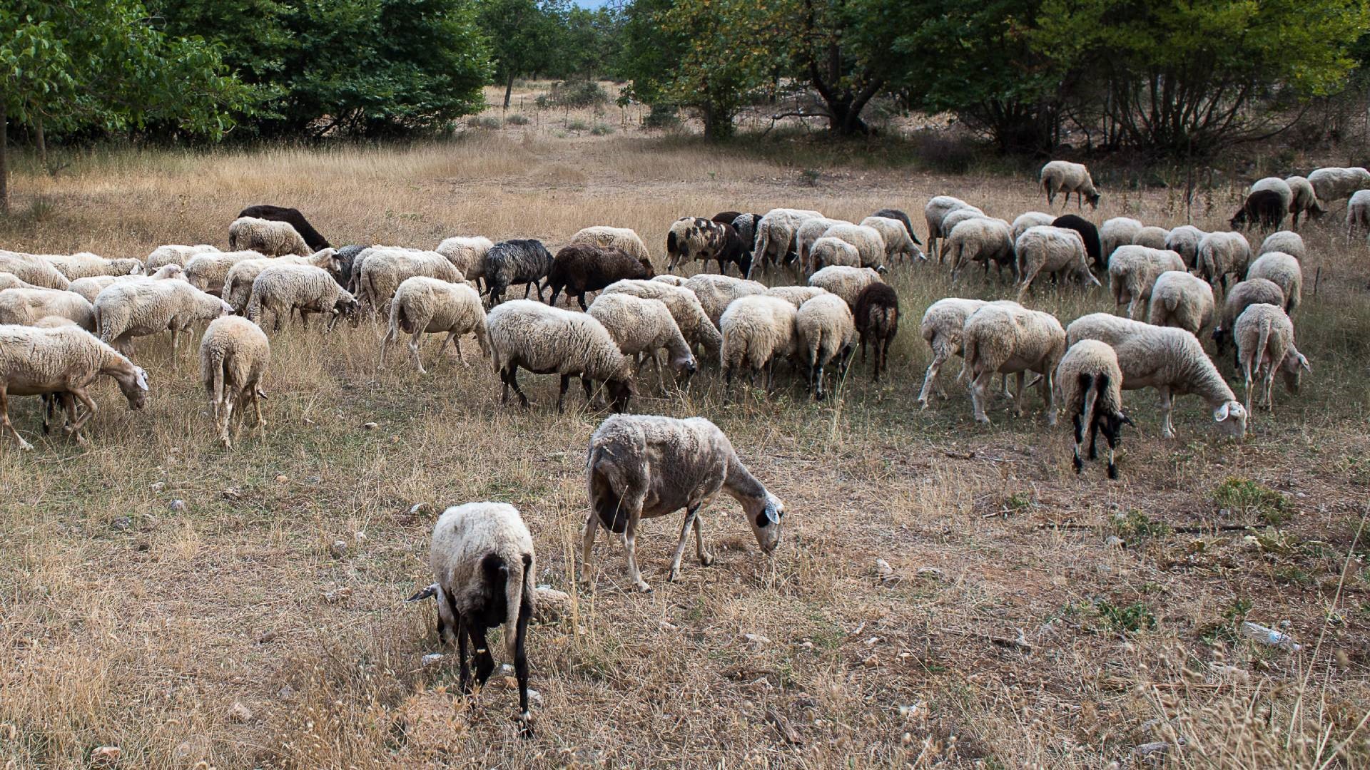 Ξεκίνησε έρευνα για την αιτία της εξάπλωσης