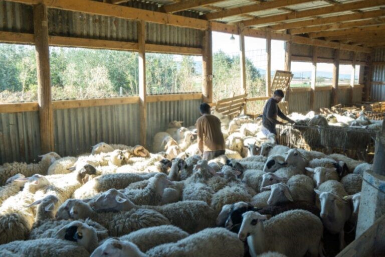 Πεθαίνουν ζώα από ασιτία στη Μαγνησία 