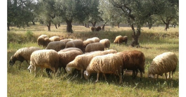 Πέταξαν νεκρά πρόβατα σε ρέμα κοντά στον Αλμυρό