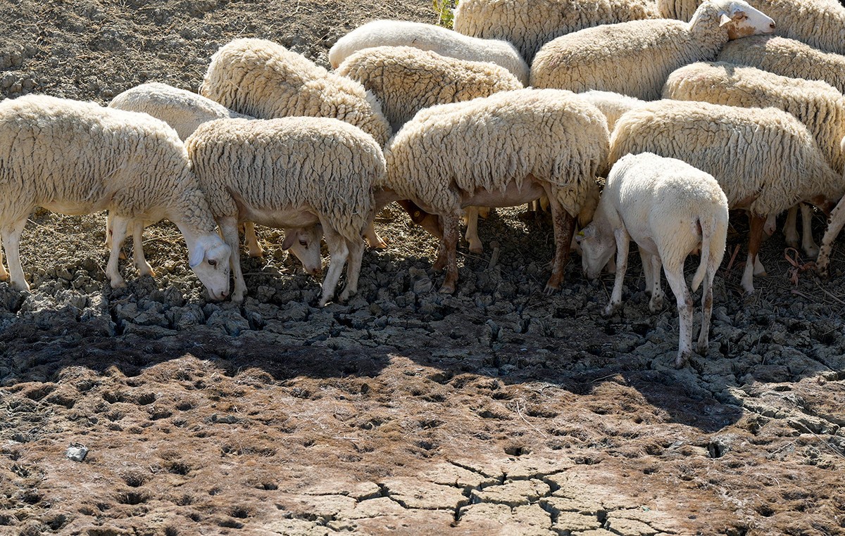 Μπαίνουν στη μάχη κατά της ευλογιάς των αιγοπροβάτων