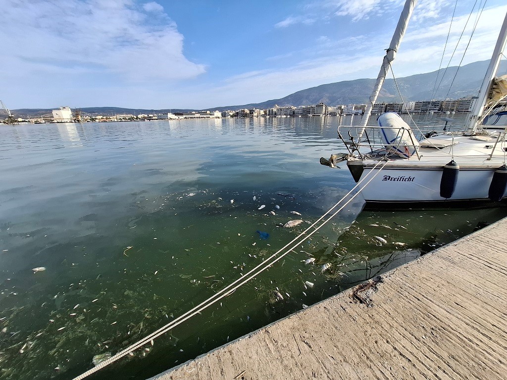 Νεκρά ψάρια εντός του Παγασητικού 