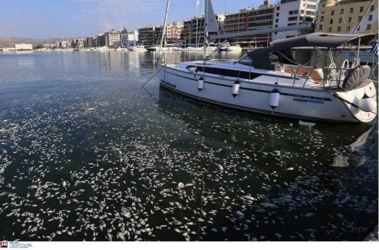 Άρειος Πάγος: Κατεπείγουσα έρευνα για τα νεκρά ψάρια 