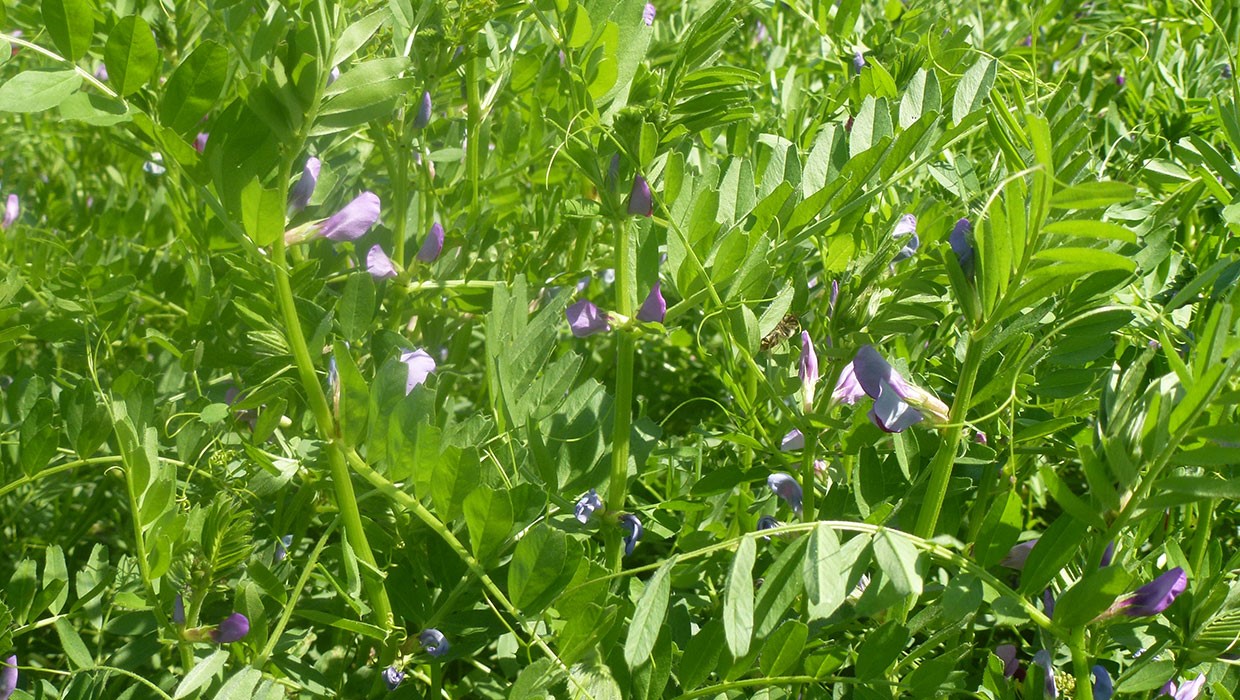 Στροφή των αγροτών σε κτηνοτροφικά ψυχανθή και όσπρια