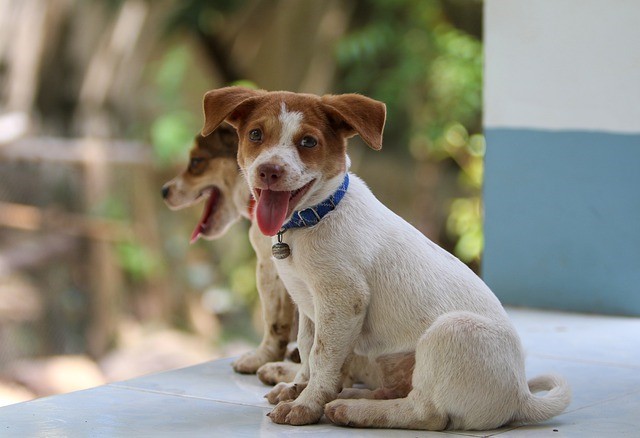 Αντιδρούν οι κτηνίατροι στο νέο νόμο για τα ζώα συντροφιάς