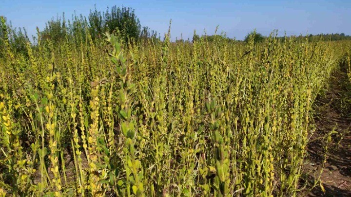 Επιστροφή της καλλιέργειας σουσαμιού