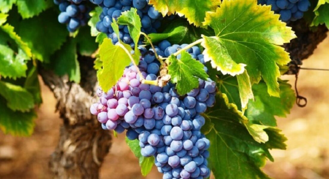 13 οινοποιεία γιορτάζουν τη Λημνιώνα και το Μοσχάτο