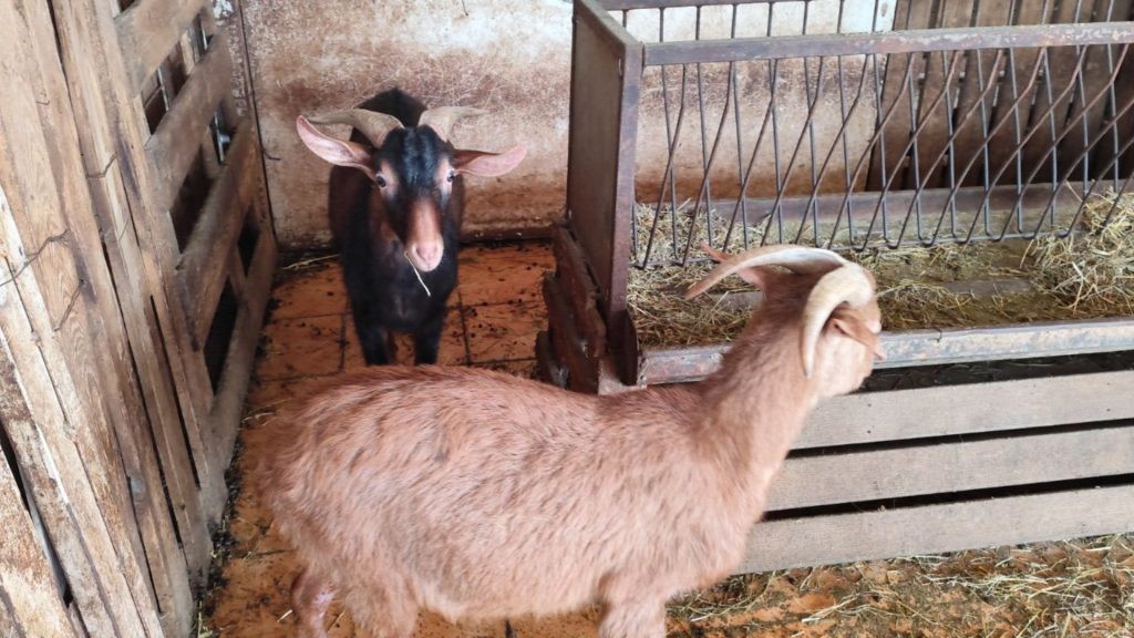 Σε απόγνωση οι κτηνοτρόφοι στη Μαγνησία