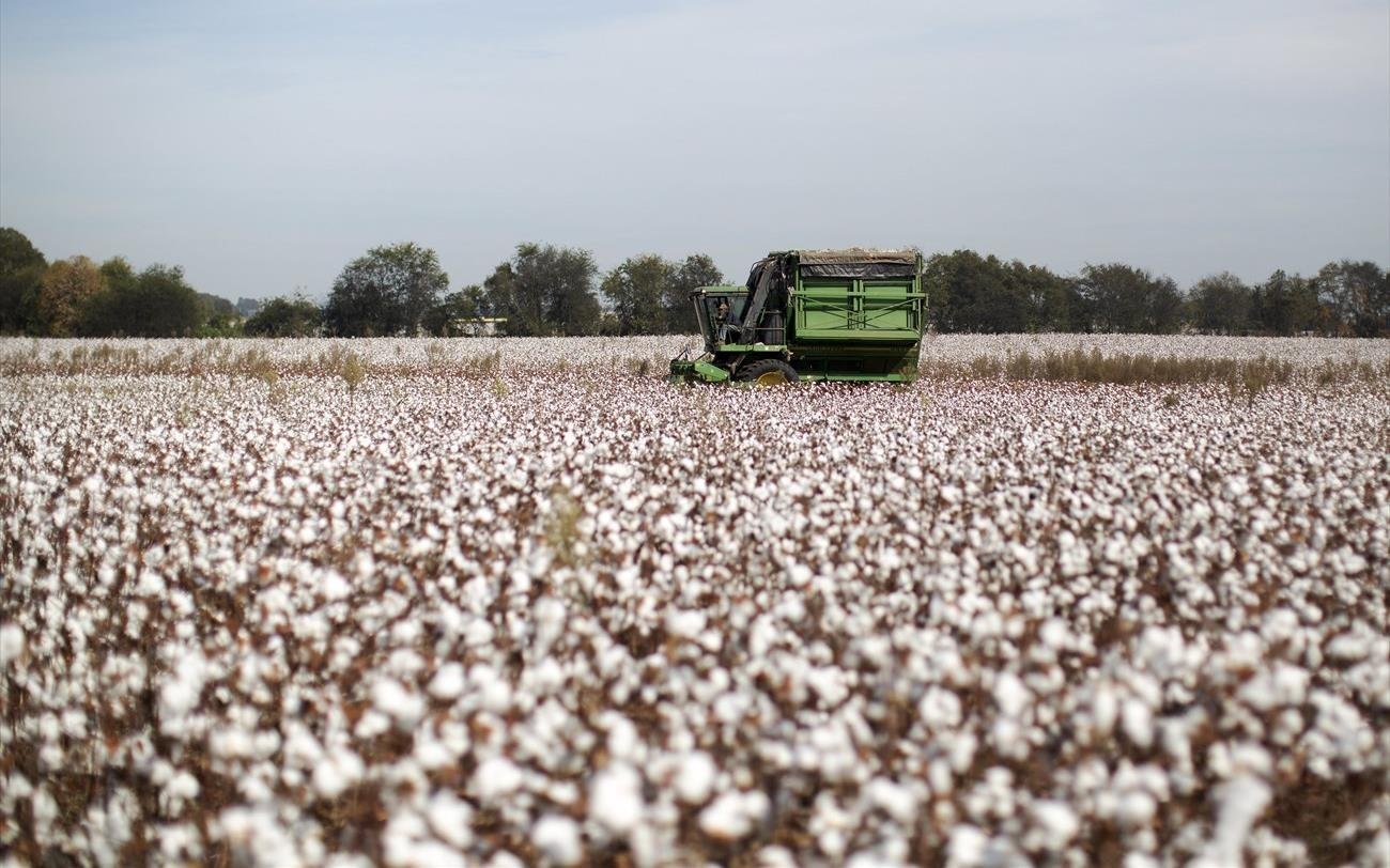 "Δεν είναι ανάγκη να εγκαταλείψουμε το βαμβάκι"