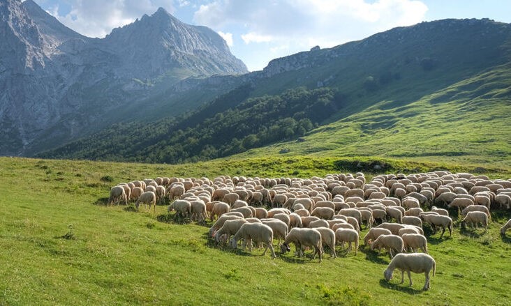 Να επιτραπούν οι μετακινήσεις κτηνοτρόφων σε βοσκοτόπια