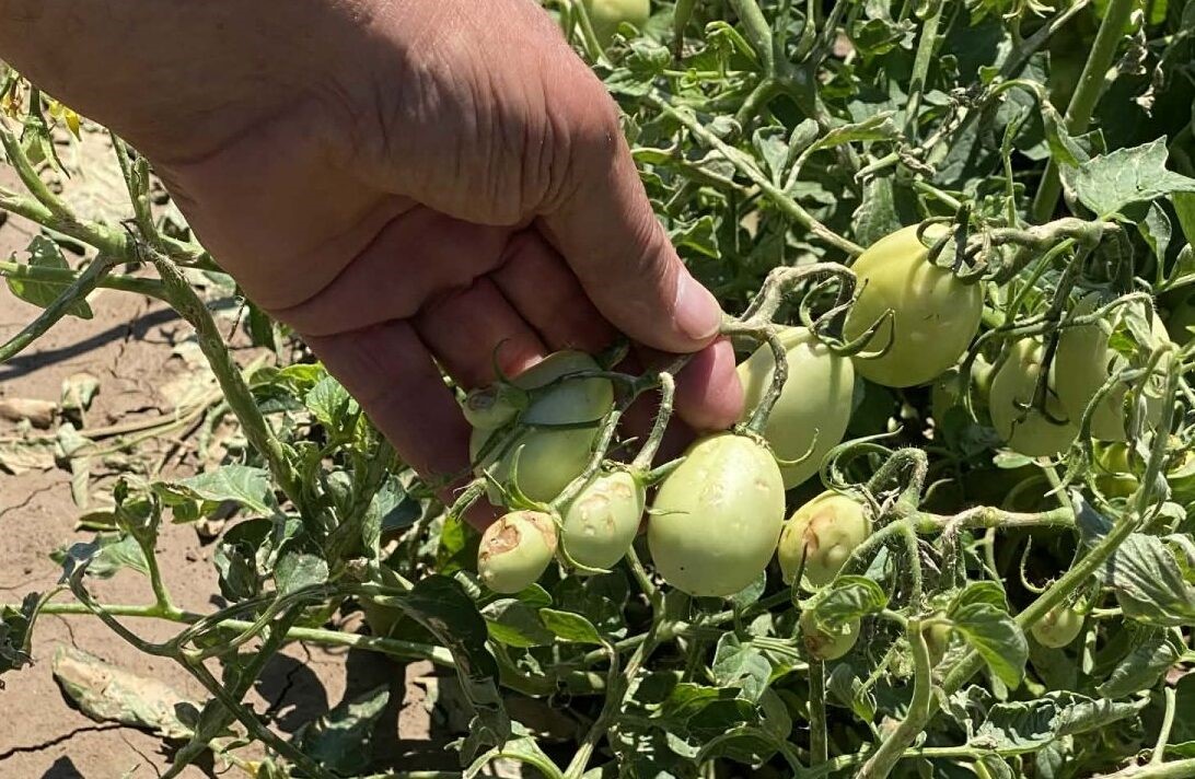 Το μπουρίνι προκάλεσε ζημιές σε 7.000 στρέμματα καλλιεργειών 