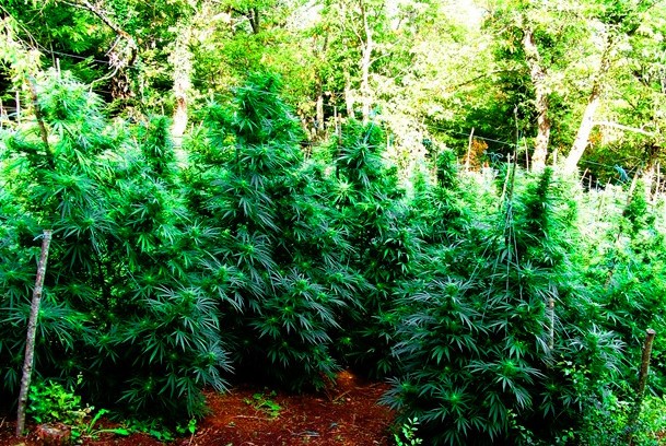 Ισόβια στους δύο εγκεφάλους της χασισοφυτείας “μαμούθ” 