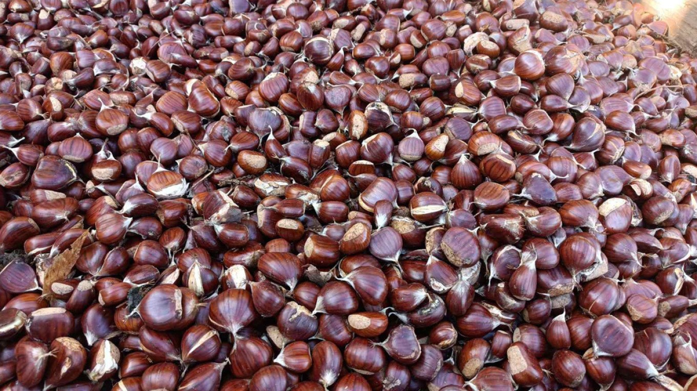 Μελάνωση και ανομβρία σκοτώνουν την παραγωγή κάστανου