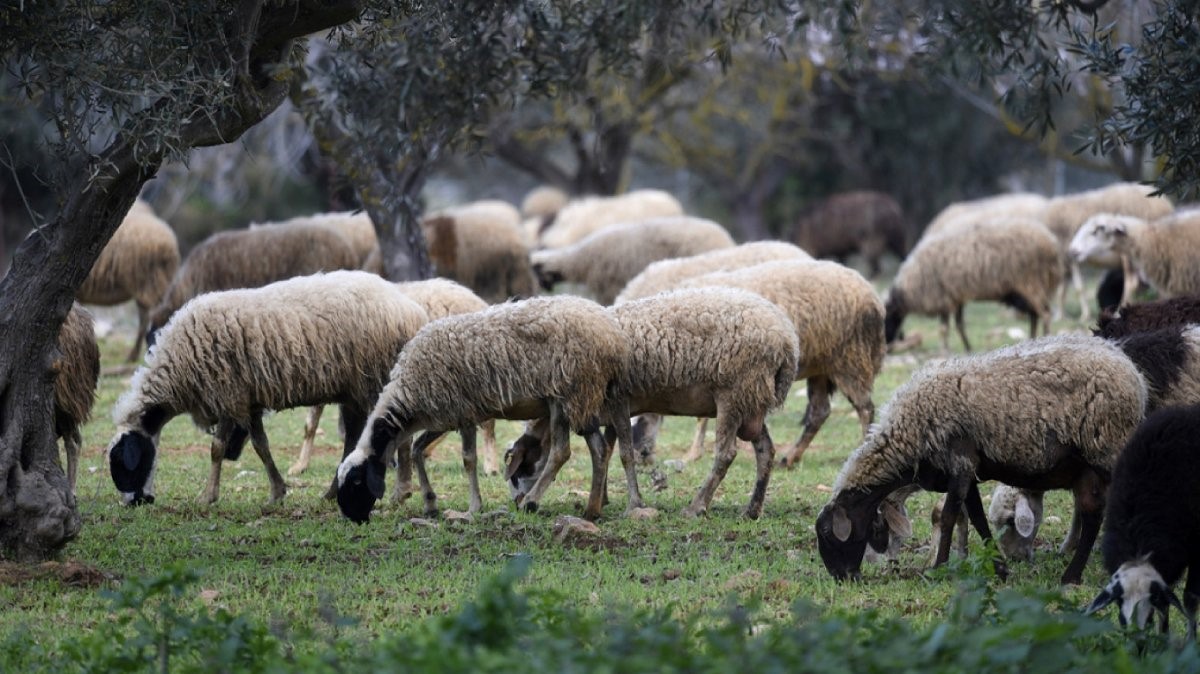 Η Θεσσαλία χωρίς κρούσμα ευλογιάς το τελευταίο εικοσαήμερο 