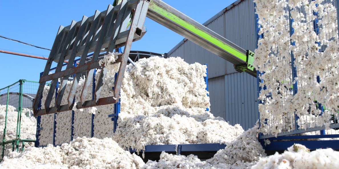 Απογοήτευση στον κάμπο για το βαμβάκι