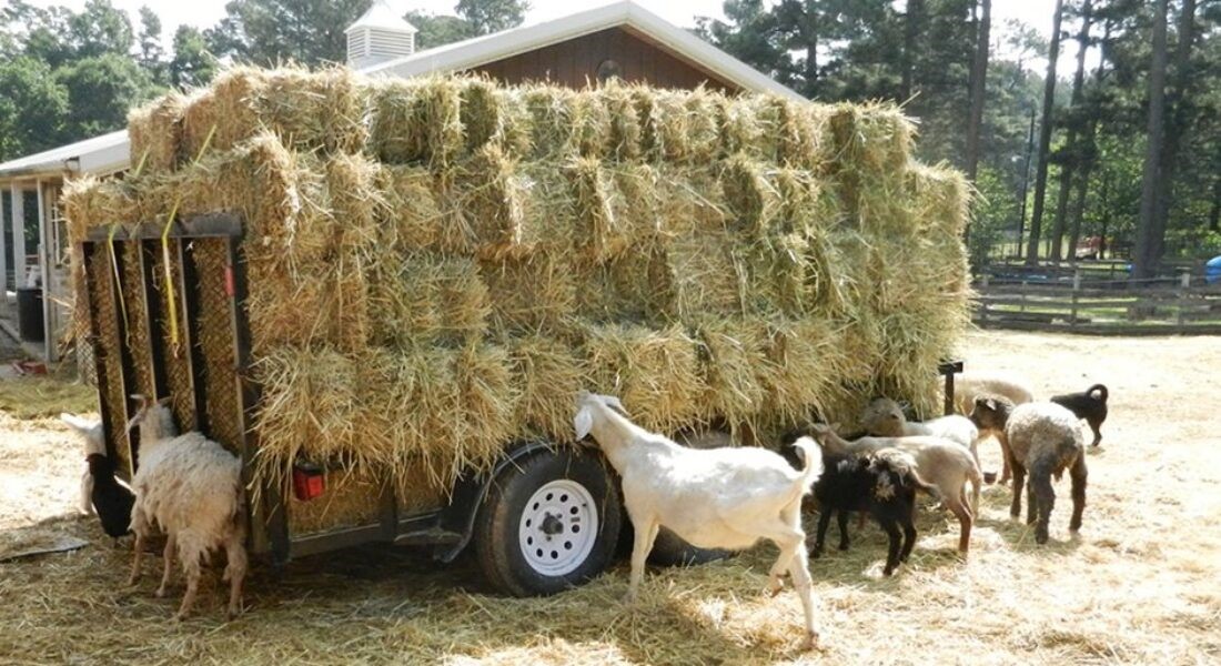 Μικρή ανάσα για τους κτηνοτρόφους της ευλογιάς 