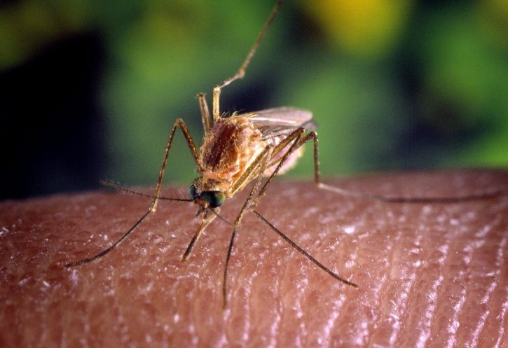 Περιφέρεια Θεσσαλίας: Το σχέδιο καταπολέμησης κουνουπιών 