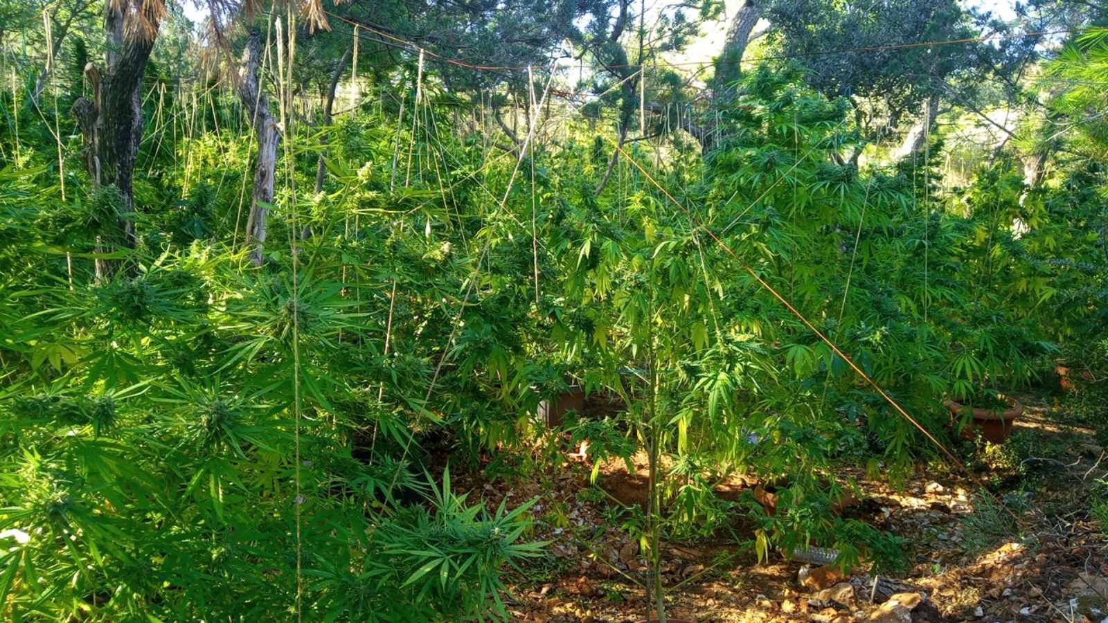 Eξάρθρωση μεγάλους κυκλώματος διακίνησης χασίς