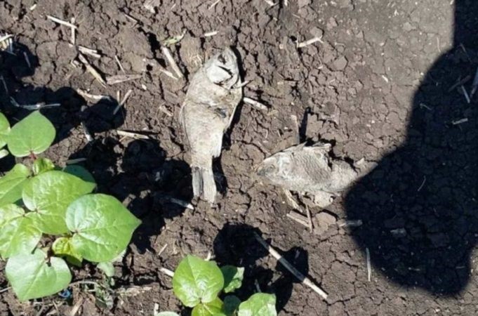 Ψάρια βγήκαν στη… στεριά