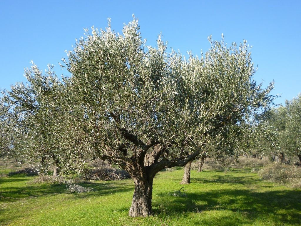 Τι θα συμβεί στην τιμή του ελαιολάδου;