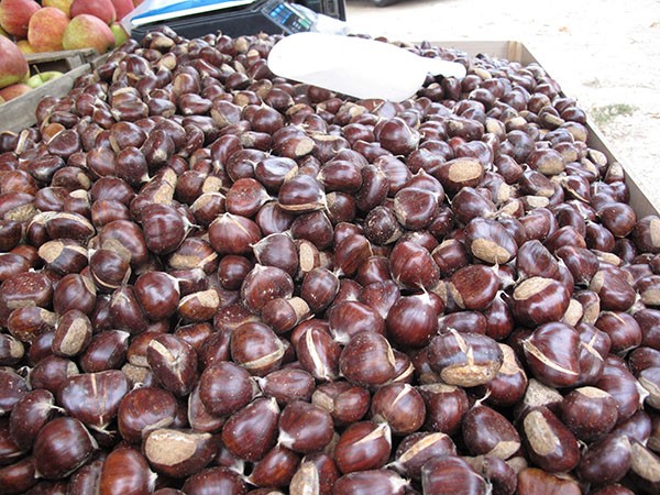 Προϊόν ΠΟΠ το κάστανο Πηλίου