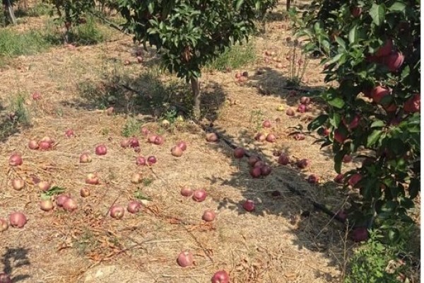 Μεγάλη καταστροφή στα μήλα σε Ζαγορά και Μακρυράχη