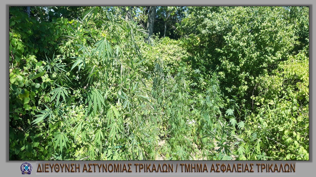Εντοπίστηκε χασισοφυτεία σε ορεινή δασώδη περιοχή