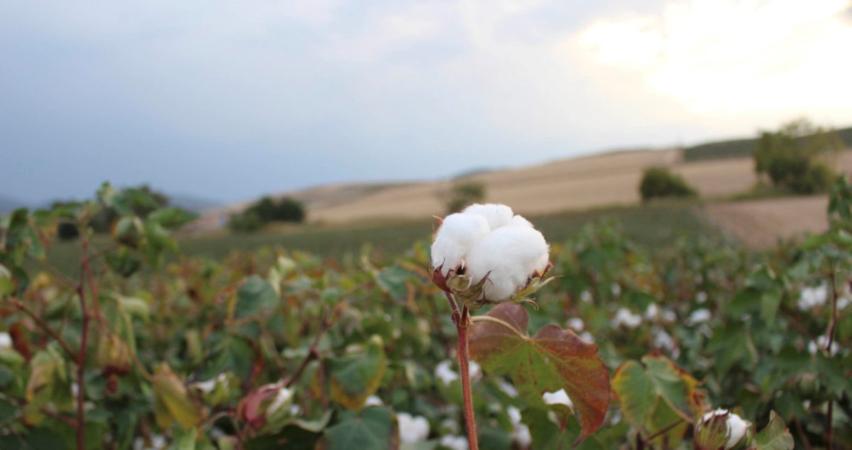 Εξευτελιστικές τιμές για το ...καφέ βαμβάκι