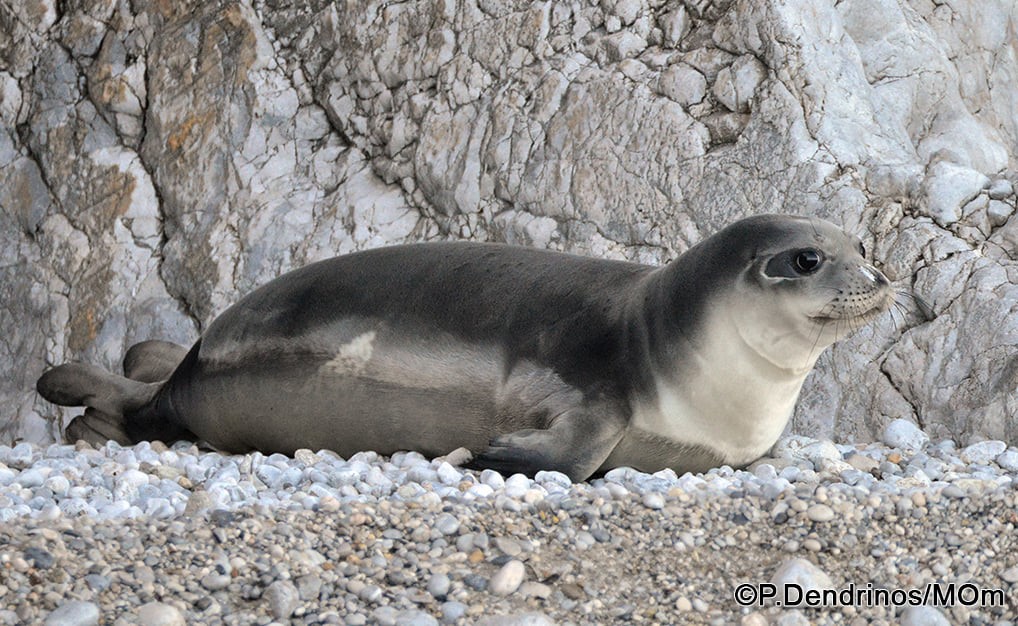 Στα 22.000€ το ποσό επικήρυξης του δολοφόνου του Κωστή!