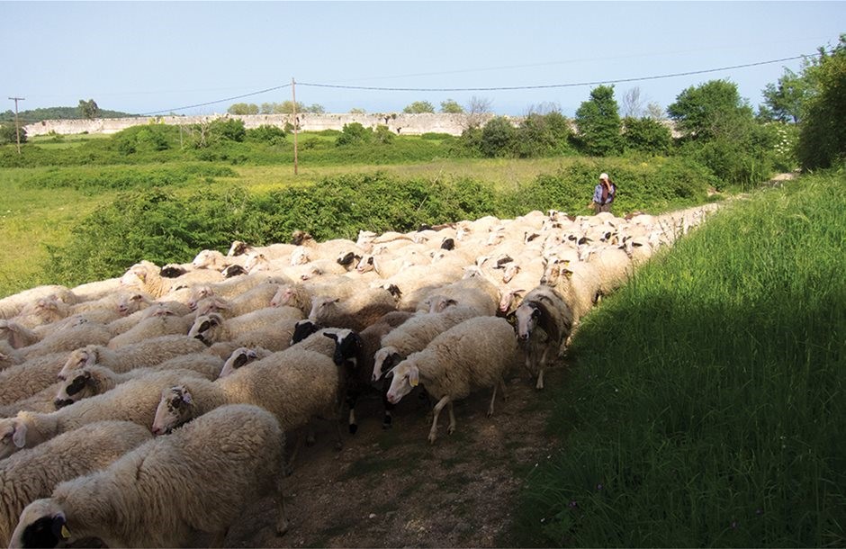 Αποζημιώσεις 1,8 εκατ. ευρώ σε κτηνοτρόφους της Θεσσαλίας