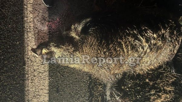 «Σμπαράλια» αγροτικό μετά από σύγκρουση με αγριογούρουνο