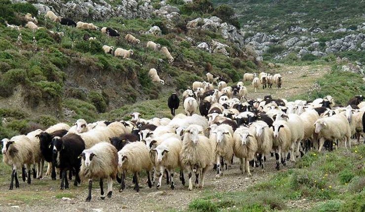 Αδυνατούν οι κτηνοτρόφοι να αγοράσουν ζωοτροφές