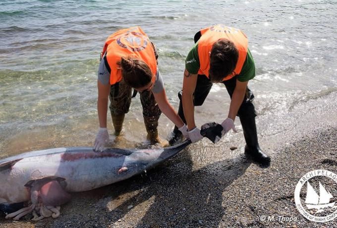 Δελφίνια νεκρά στα νερά του Αιγαίου 