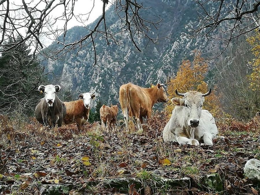 Στο απροχώρητο η κατάσταση με τα ανεπιτήρητα ζώα