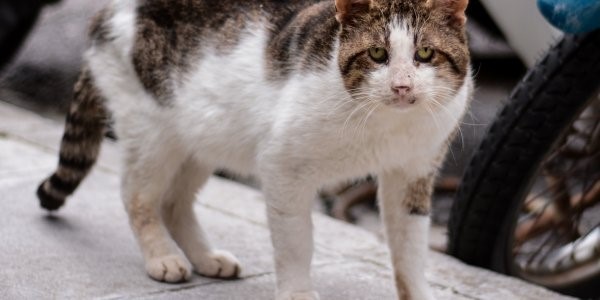 Η πρώτη προφυλάκιση για βασανισμό και δολοφονία ζώου