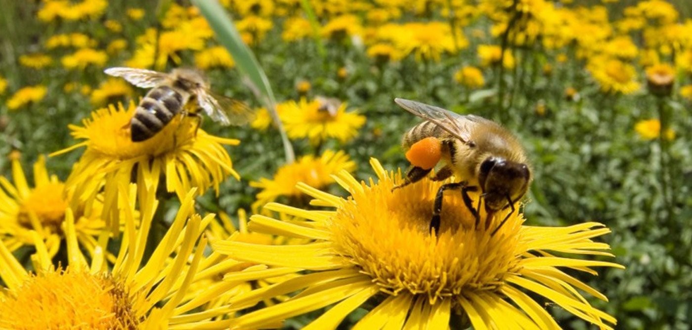 Προστασία μελισσών από χημικούς ψεκασμούς