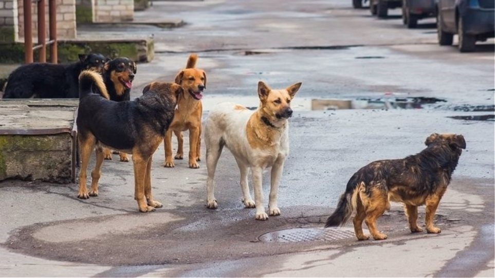 «Μάστιγα τα αδέσποτα στην Πορταριά»