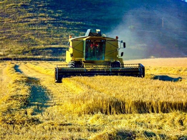 Δεν ξεκίνησε ακόμα το αλώνισμα στα σιτάρια
