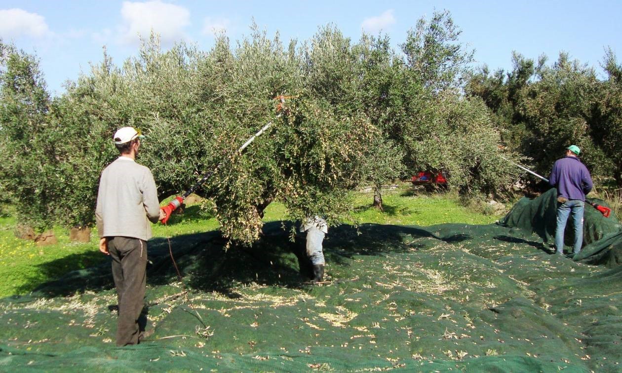 Αυξάνονται οι άδειες διαμονής για εποχική εργασία