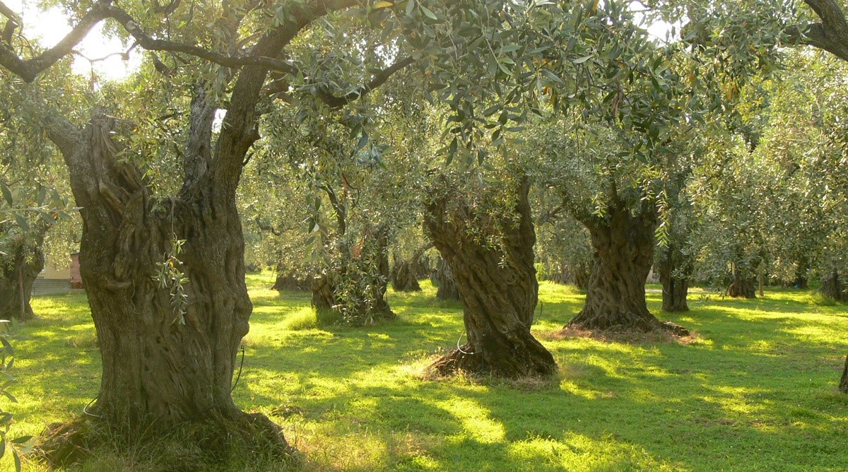 Διαμαρτύρονται οι ελαιοπαραγωγοί των Γόννων