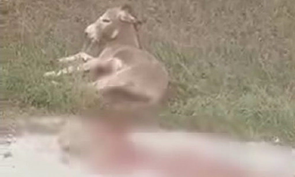 Ελεύθερος με όρους ο αντιδήμαρχος Ζίτσας