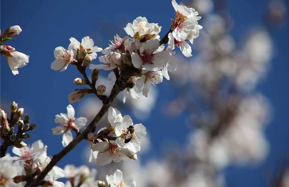 Παγετός χτύπησε δενδρώδεις καλλιέργειες, αγωνία για τις ζημιές