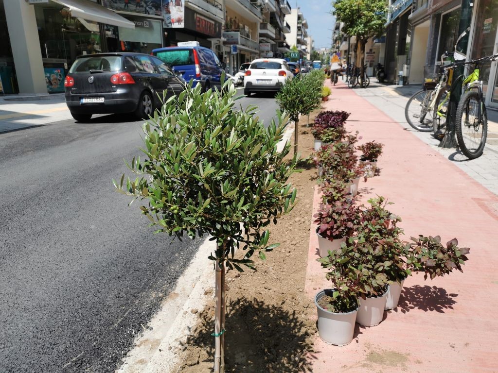 Ελιές και καλλωπιστικά φυτά στην οδό Καποδιστρίου