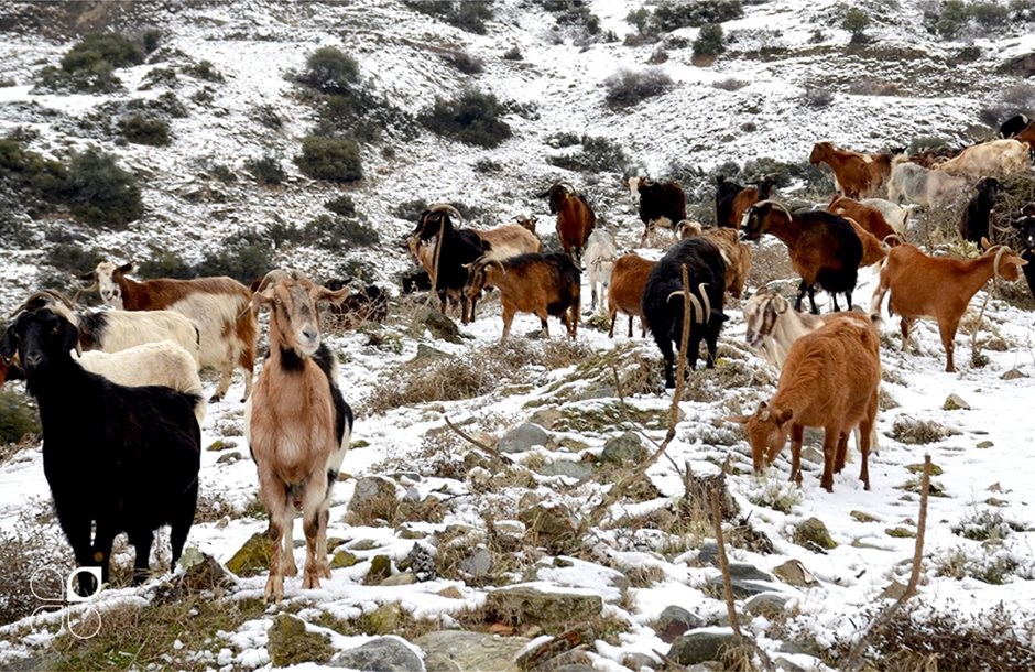 Έκαψε σπαρτά, έκοψε το γάλα ο χιονιάς