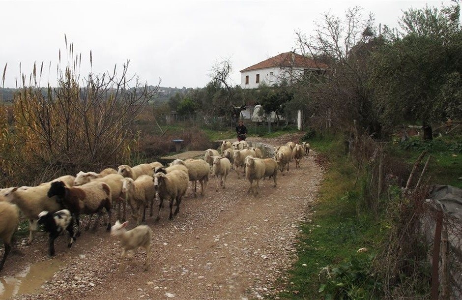 Σε πτώση όλη η κτηνοτροφία