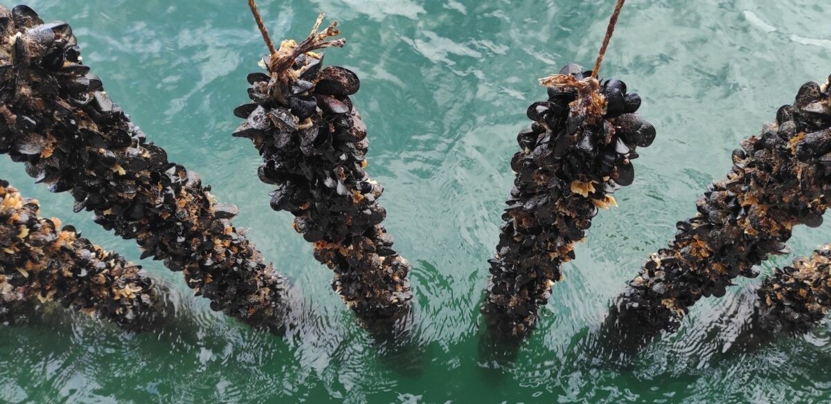 Τζίρο 4 εκατ. ευρώ κάνουν τα μύδια Πιερίας