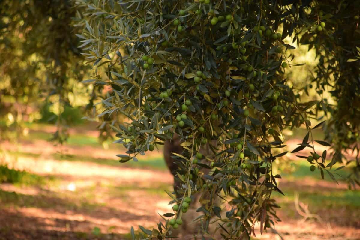 Φεύγουν από την Ελλάδα οι Αλβανοί εργάτες γης 