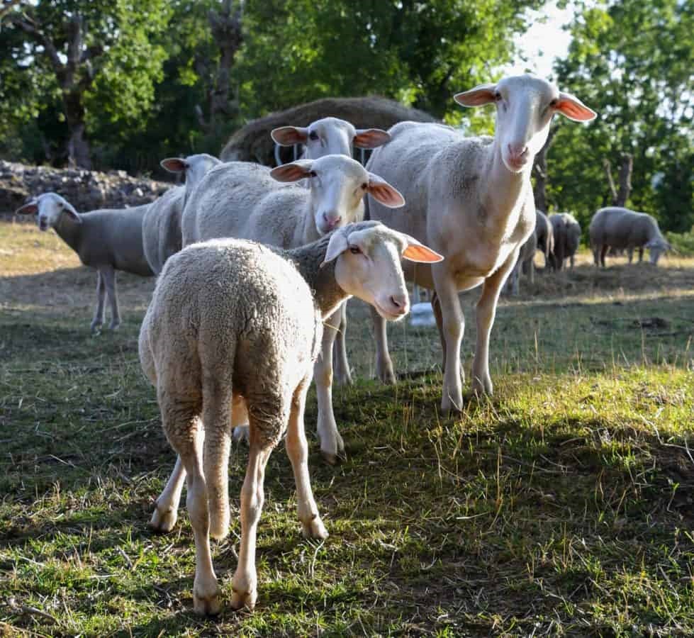 45 εκατ. ευρώ στους κτηνοτρόφους για αγορά ζωοτροφών