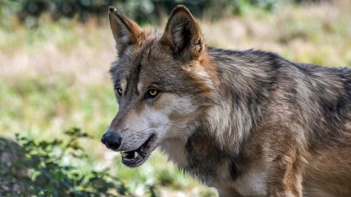 Νέες επιθέσεις από λύκο σε ζώα κτηνοτρόφων στον Κοσκινά